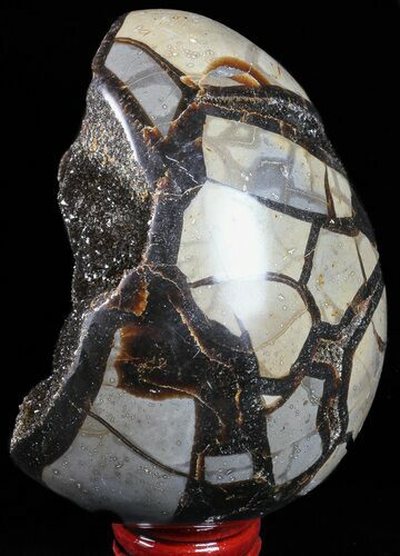 Septarian Dragon Egg Geode - Black Crystals #57405